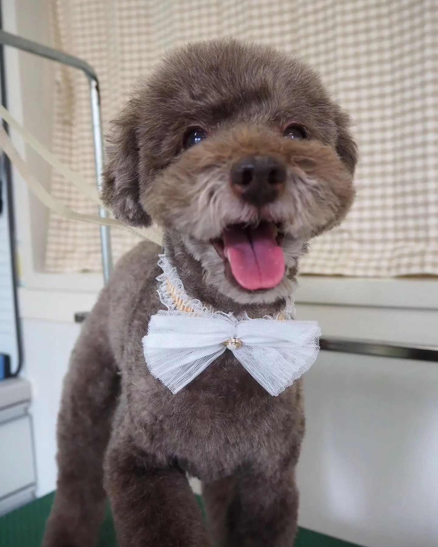 【トリミング】トイプードル【可愛く】