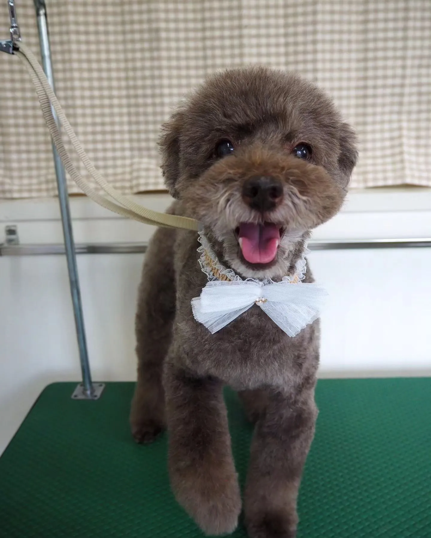 【トリミング】トイプードル【可愛く】