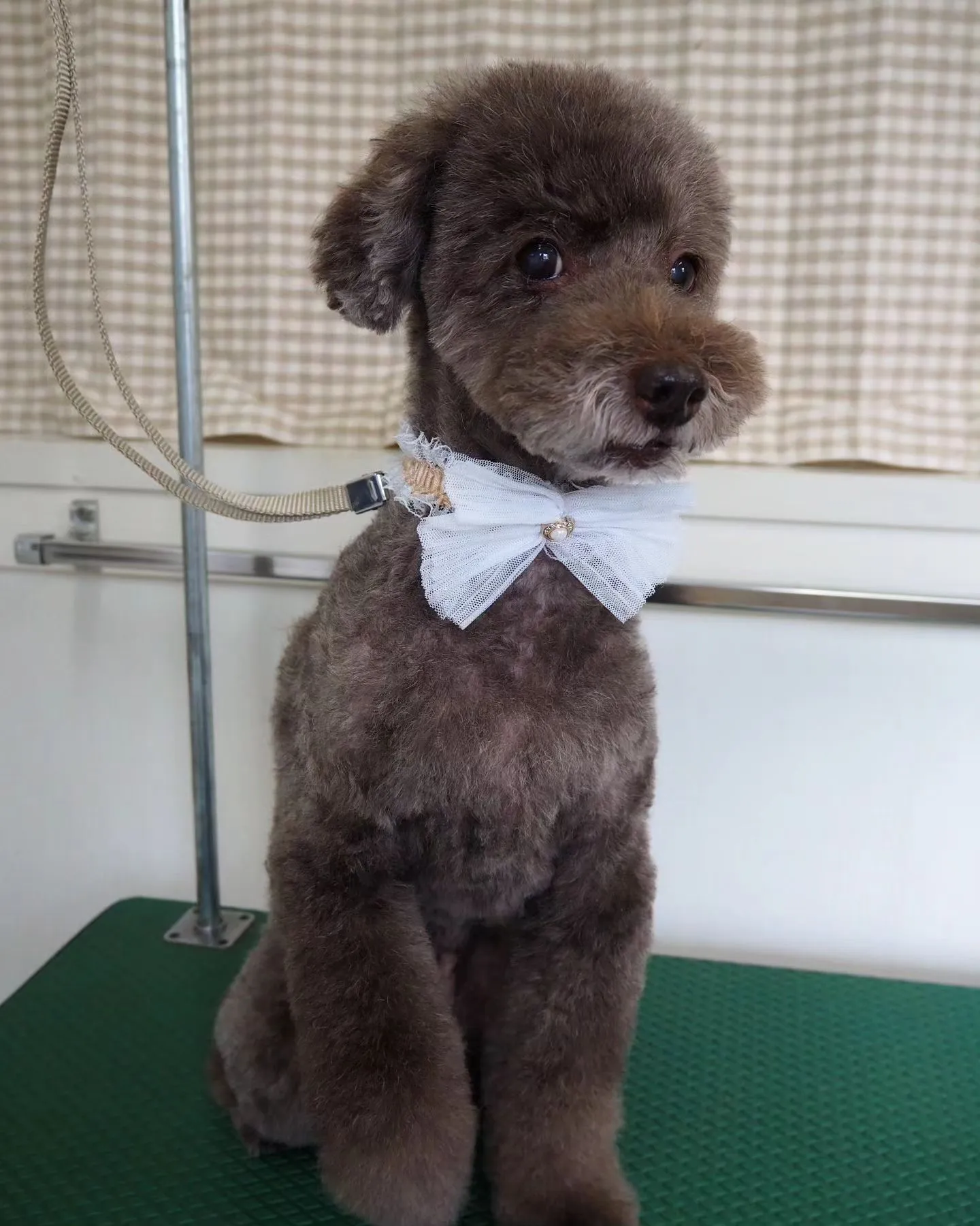 【トリミング】トイプードル【可愛く】