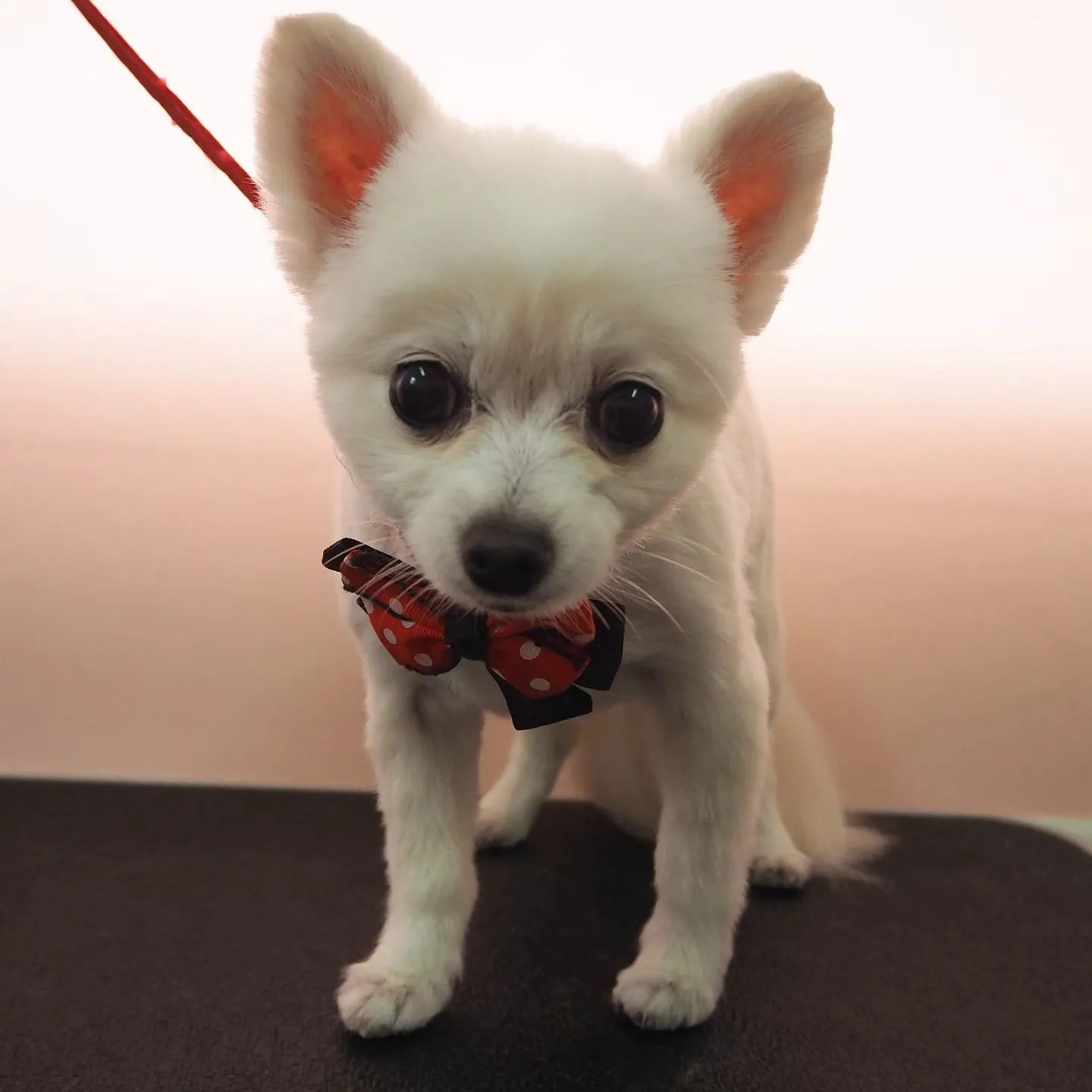 【トリミング】【お顔カット】