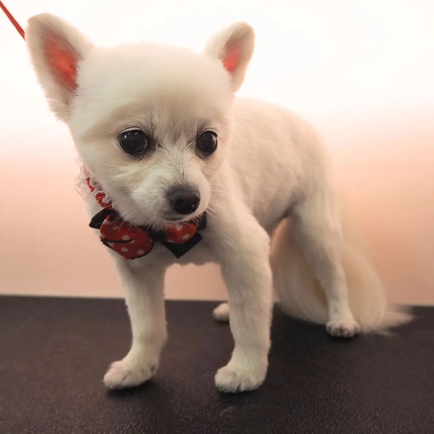 【トリミング】【お顔カット】