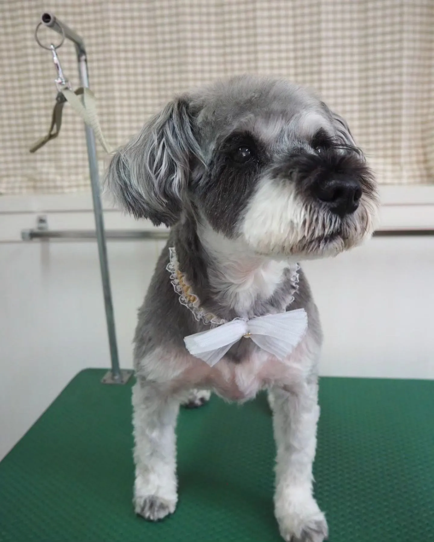 【トリミング】シュナウザー【おまかせカット】