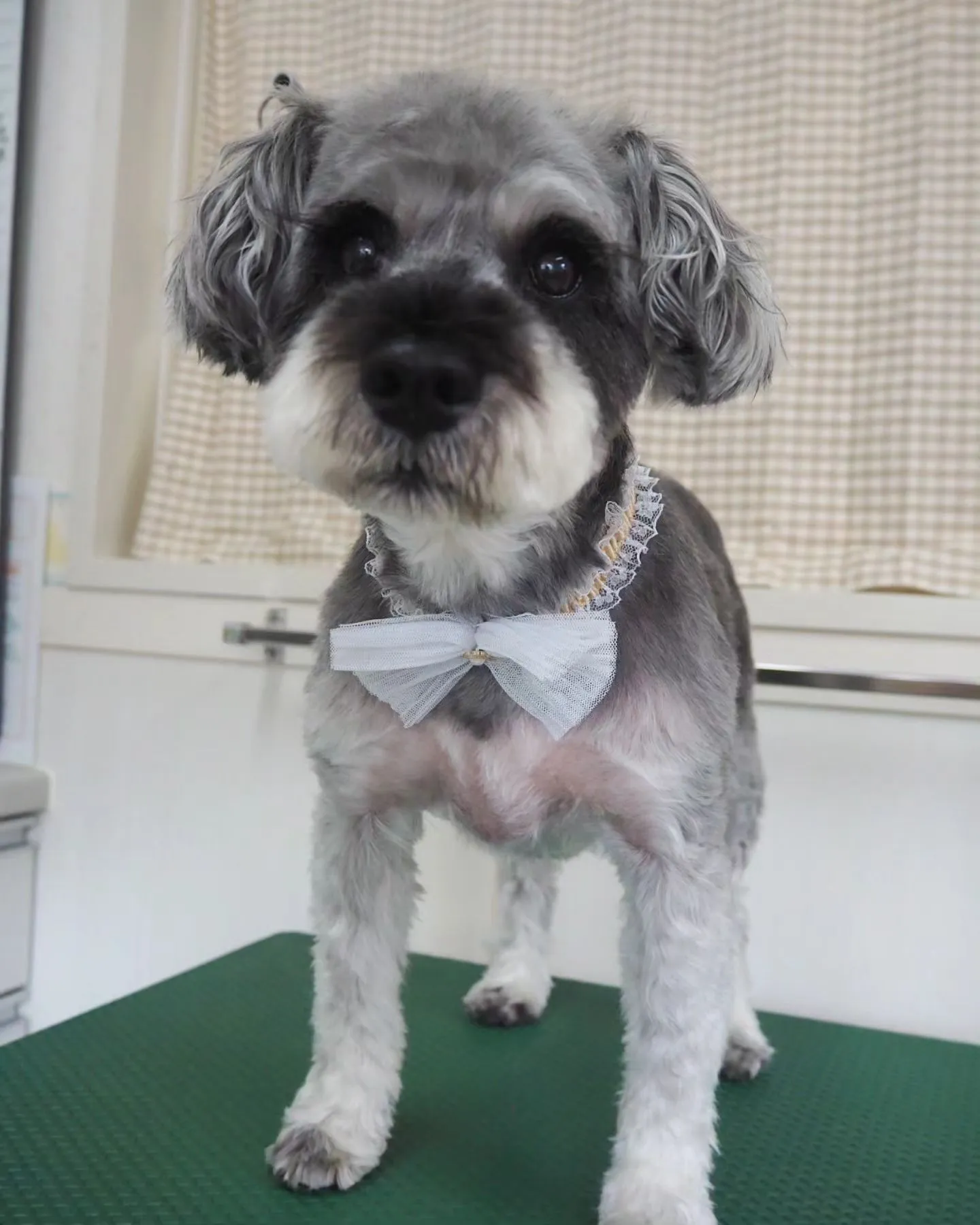【トリミング】シュナウザー【おまかせカット】