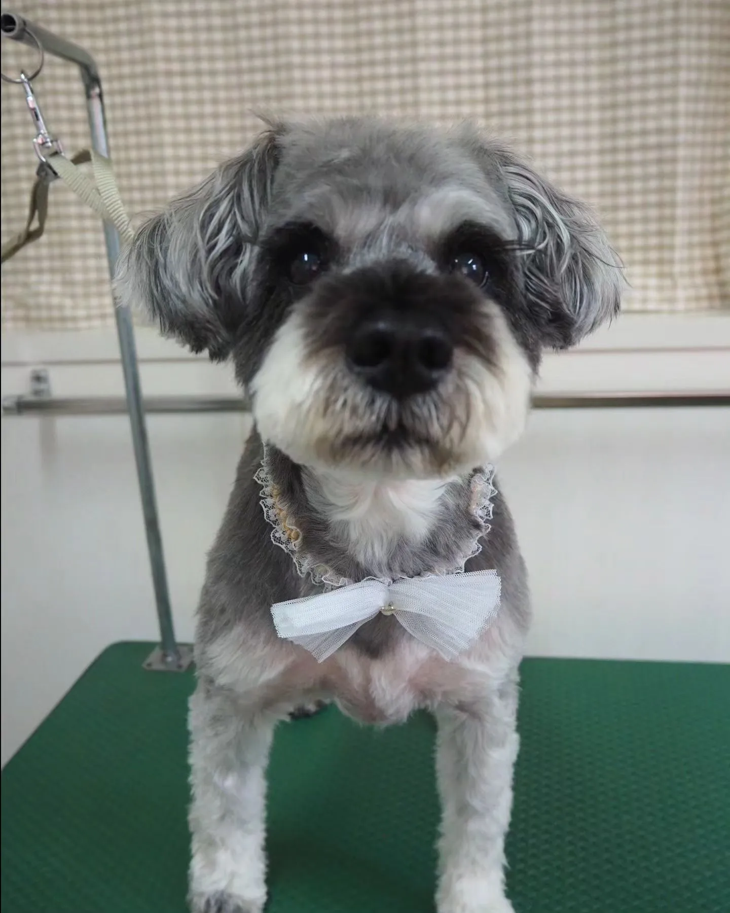 【トリミング】シュナウザー【おまかせカット】