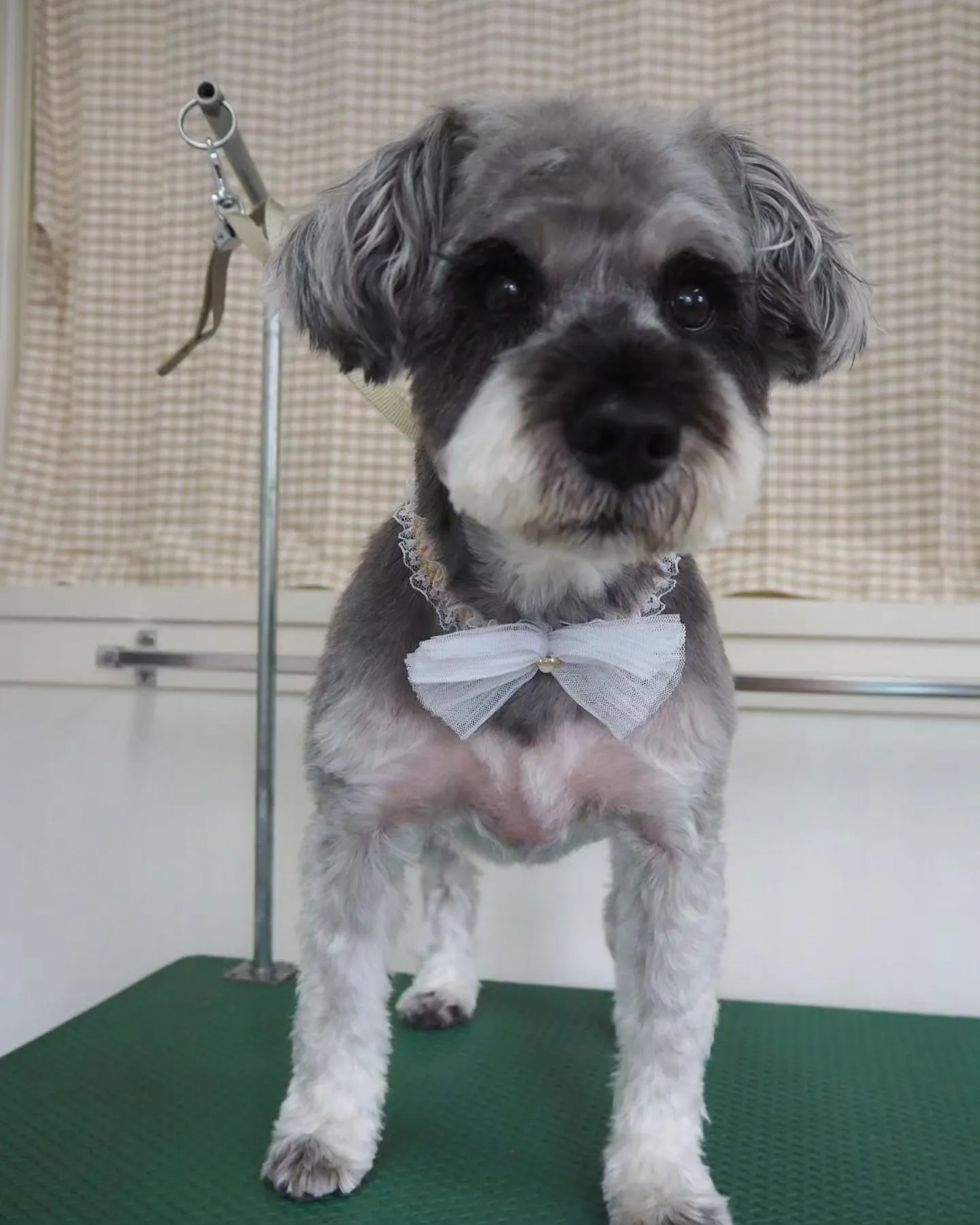 【トリミング】シュナウザー【おまかせカット】