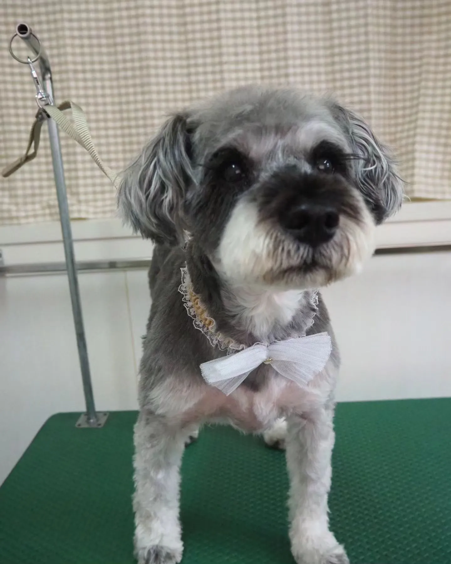 【トリミング】シュナウザー【おまかせカット】