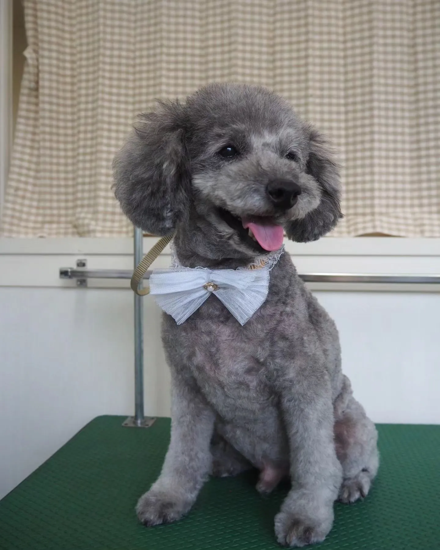 【トリミング】トイプードル【バリカン仕上げ】