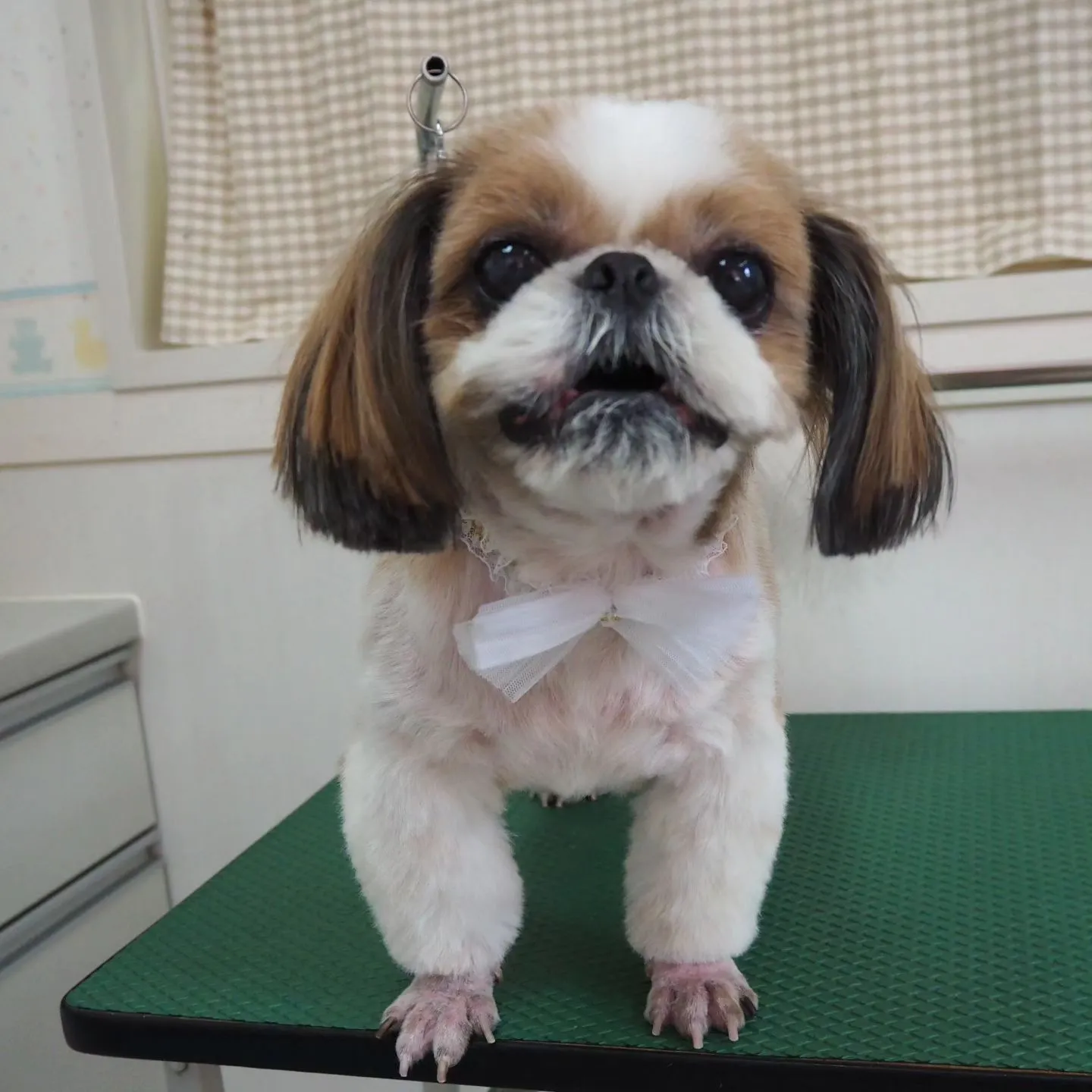 【トリミング】シーズー【足クリップ】