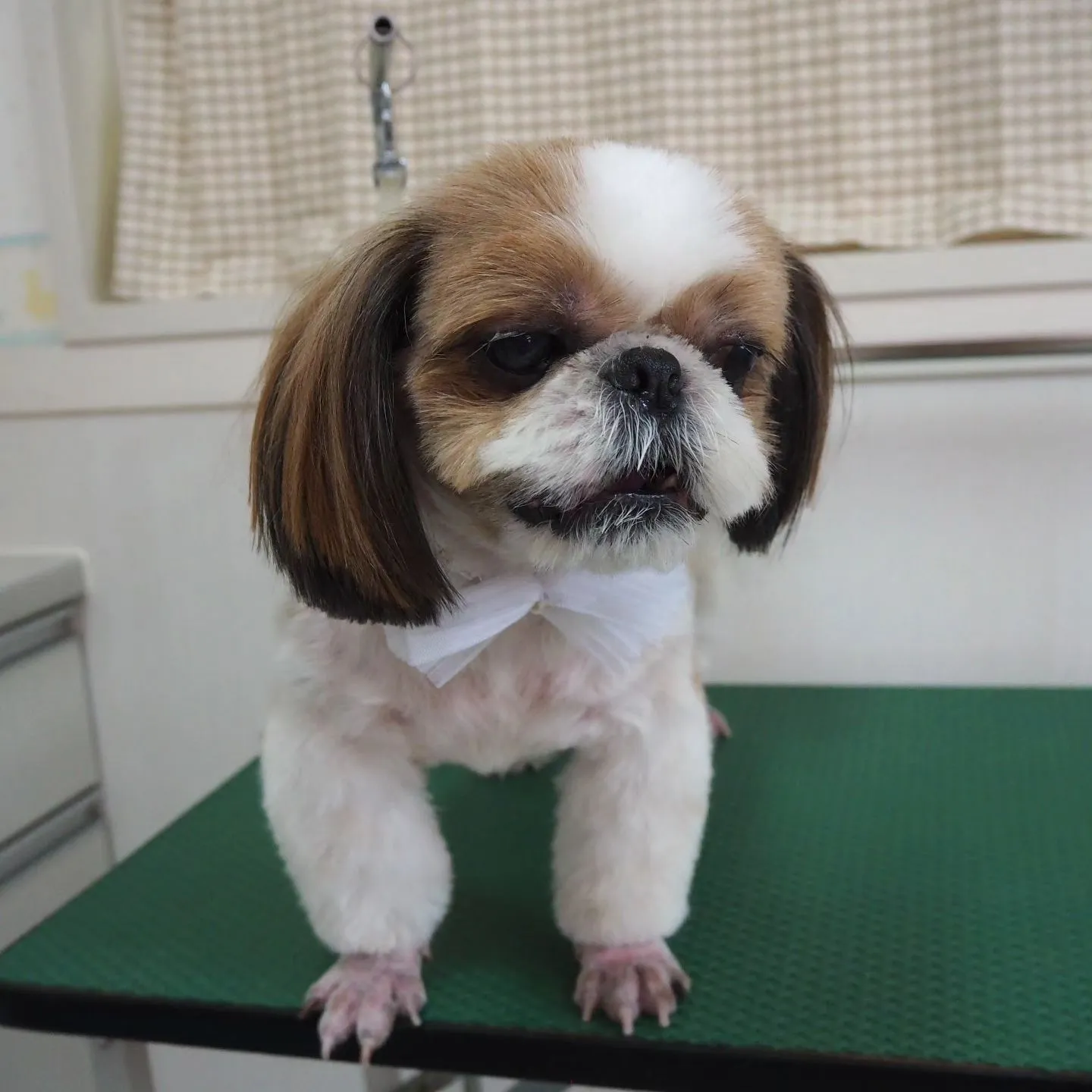 【トリミング】シーズー【足クリップ】