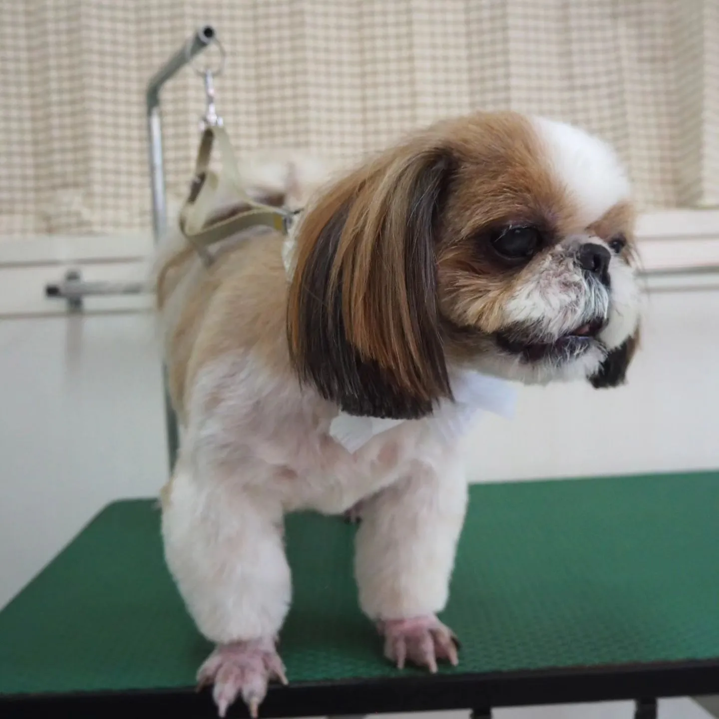 【トリミング】シーズー【足クリップ】