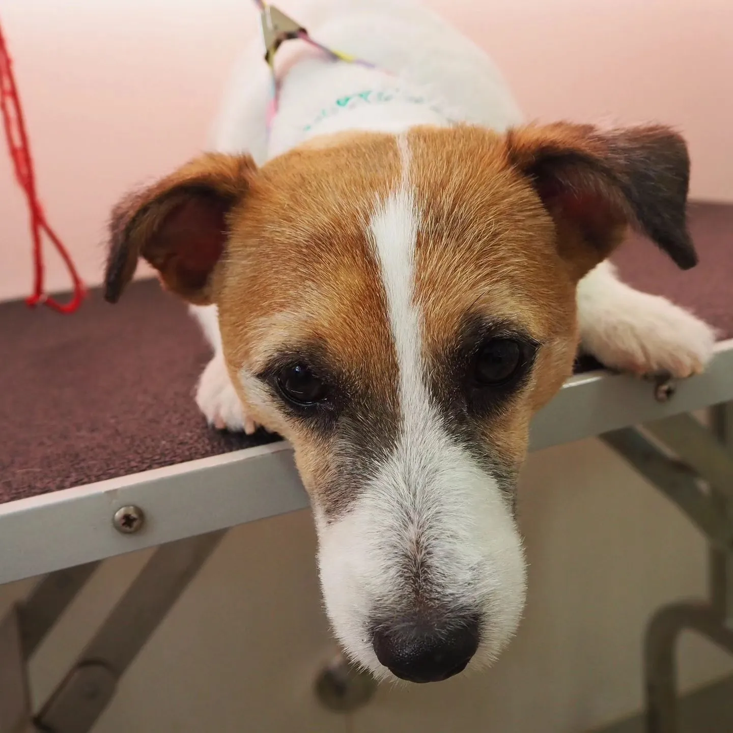 【トリミング】ジャックラッセルテリア【バリカン仕上げ】