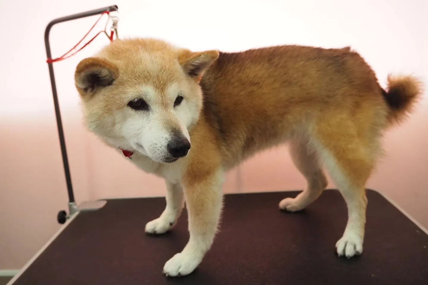 【トリミング】柴犬【シャンプーコース】