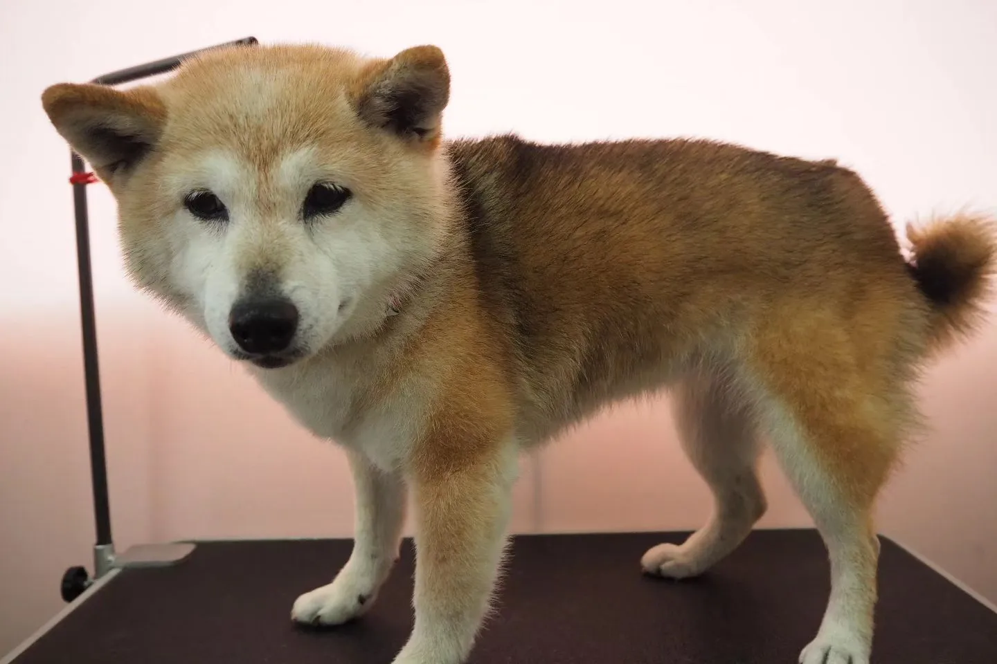 【トリミング】柴犬【シャンプーコース】