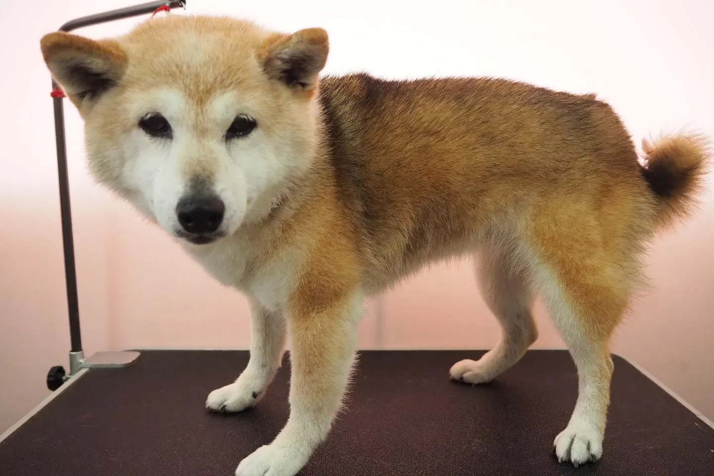 【トリミング】柴犬【シャンプーコース】