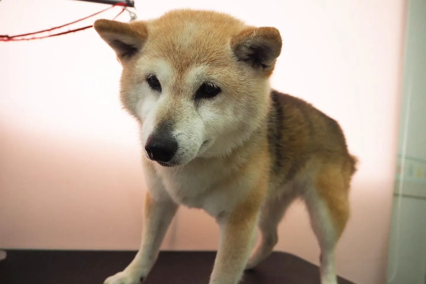 【トリミング】柴犬【シャンプーコース】