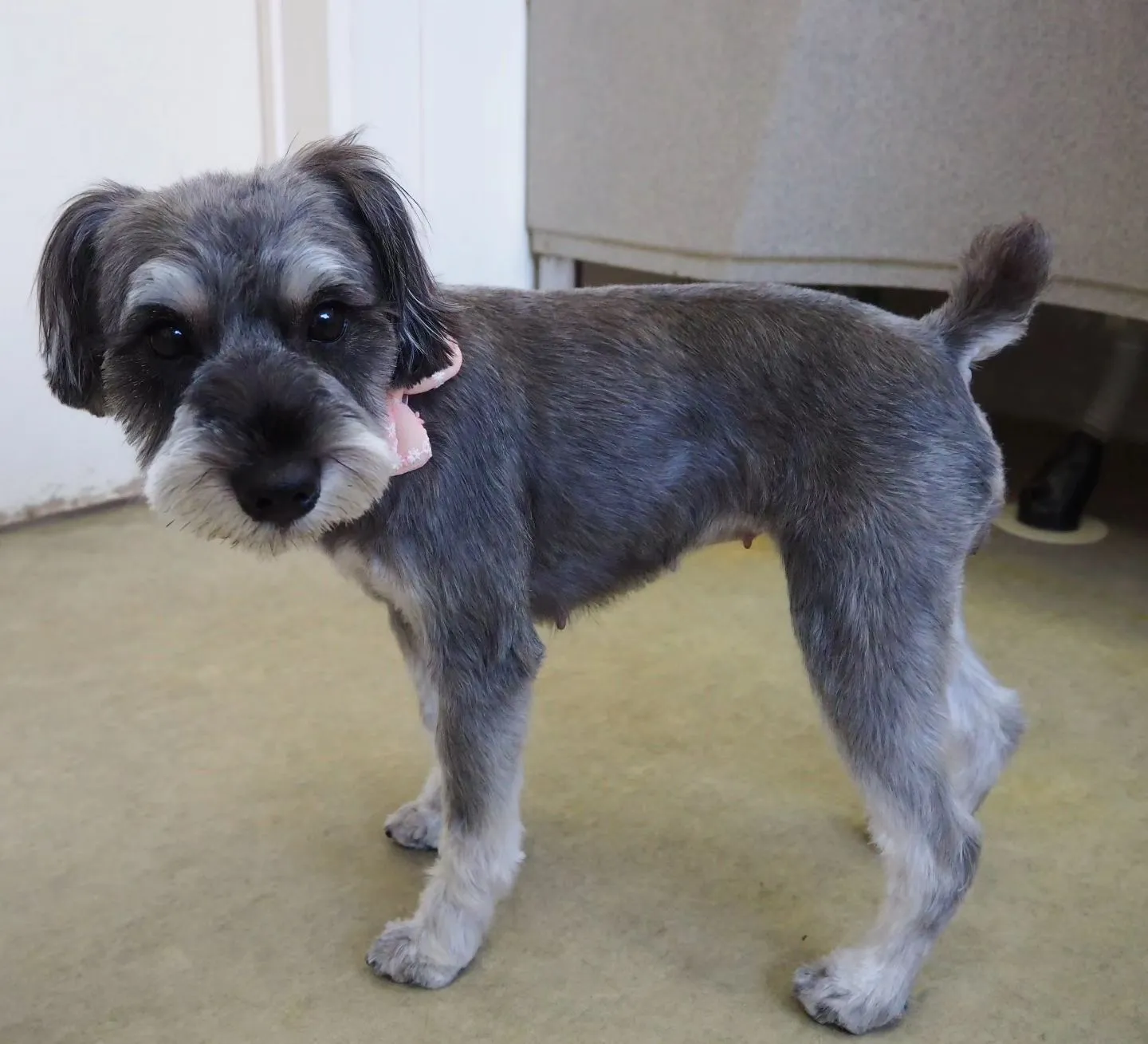 【トリミング】シュナウザー【バリカン仕上げ】