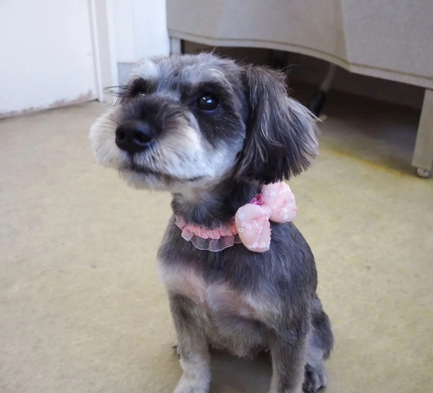 【トリミング】シュナウザー【バリカン仕上げ】