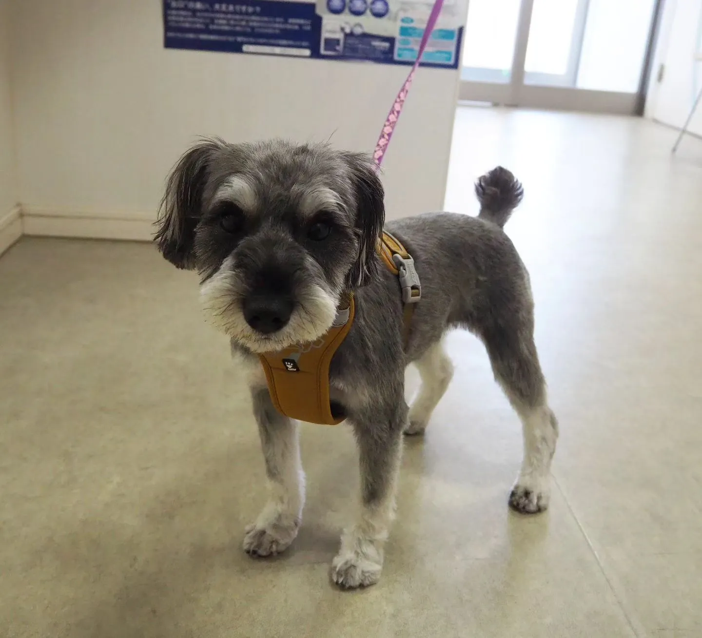 【トリミング】シュナウザー【バリカン仕上げ】