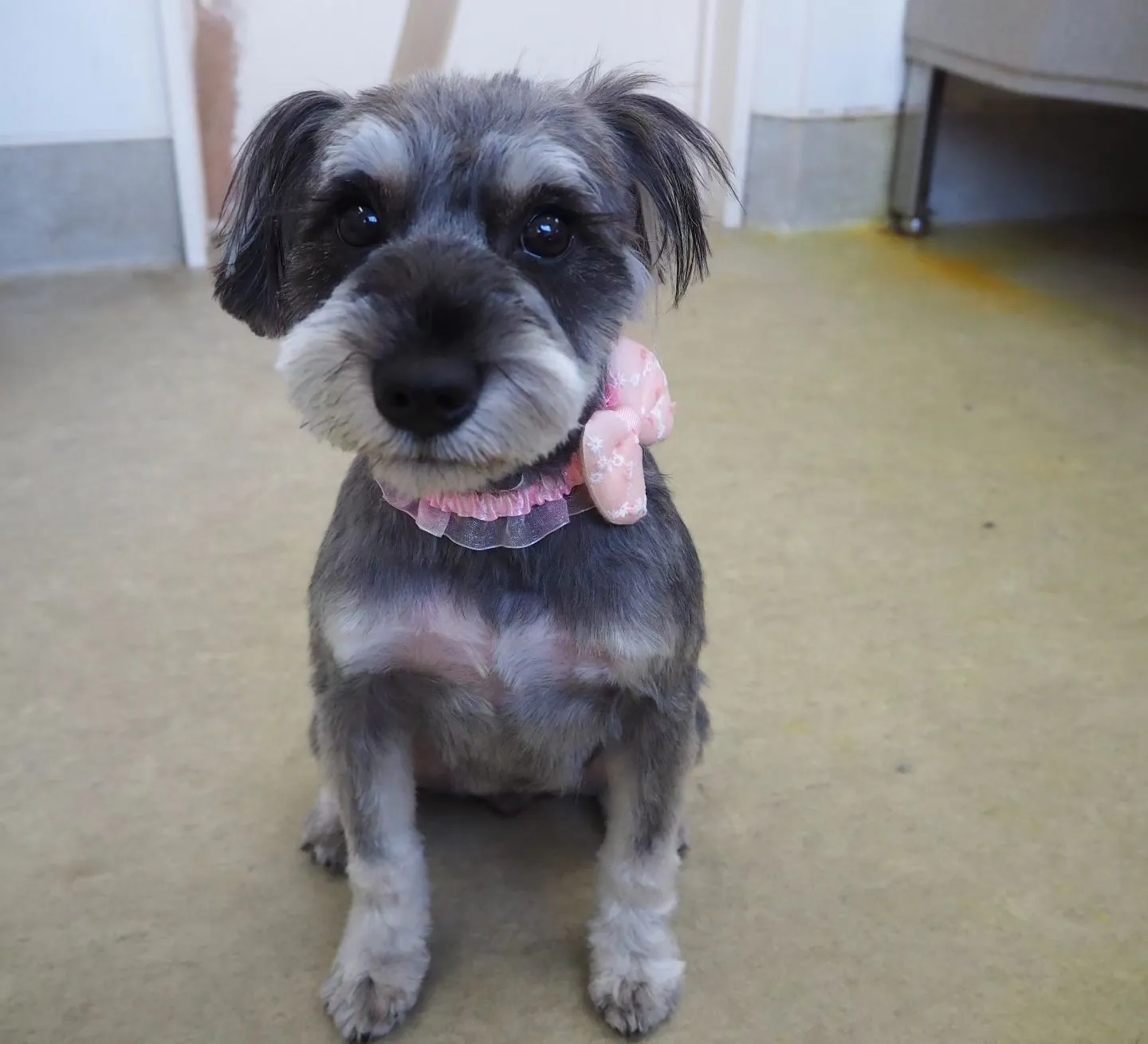 【トリミング】シュナウザー【バリカン仕上げ】