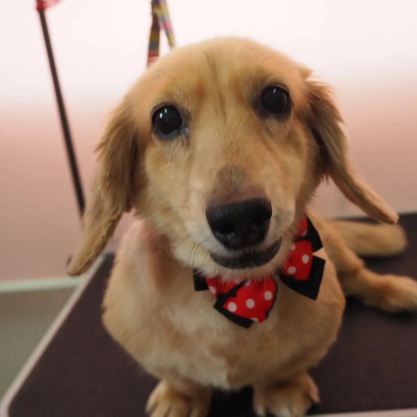 【トリミング】ミニチュアダックスフンド【手足ハサミ仕上げ】