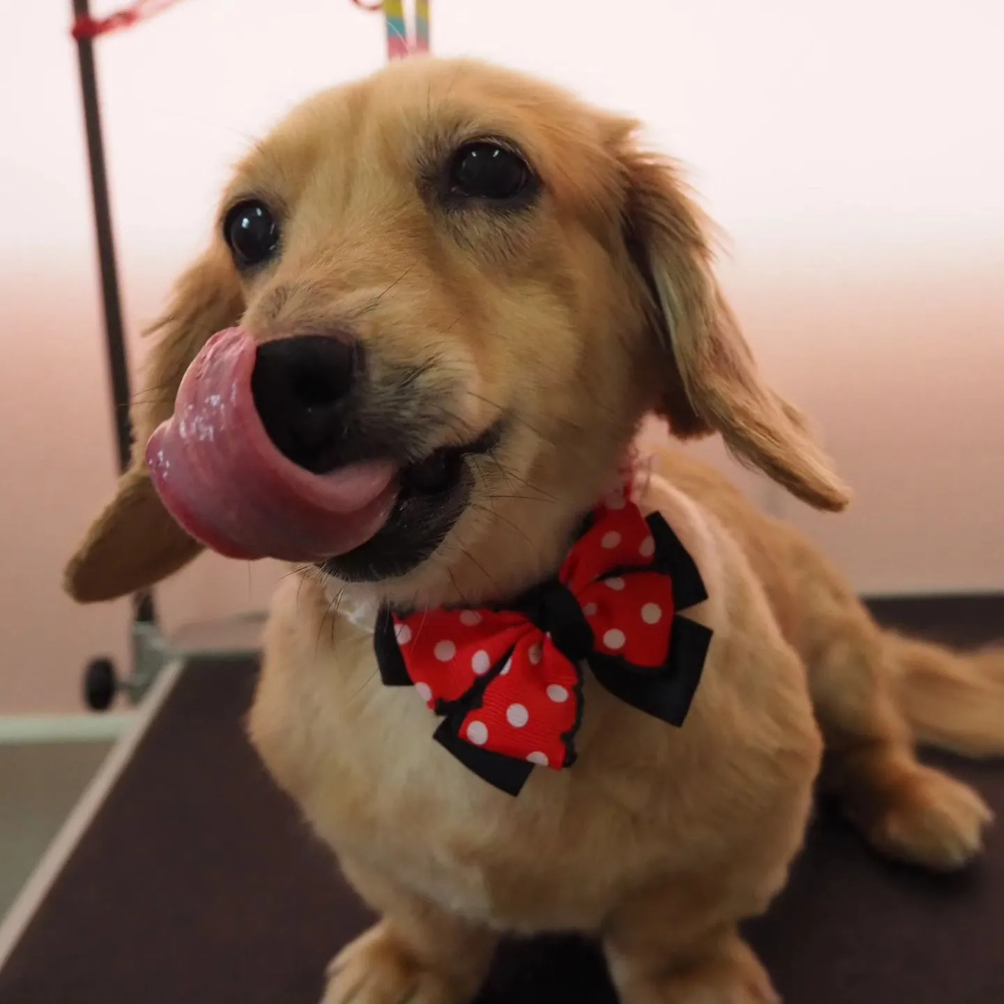 【トリミング】ミニチュアダックスフンド【手足ハサミ仕上げ】