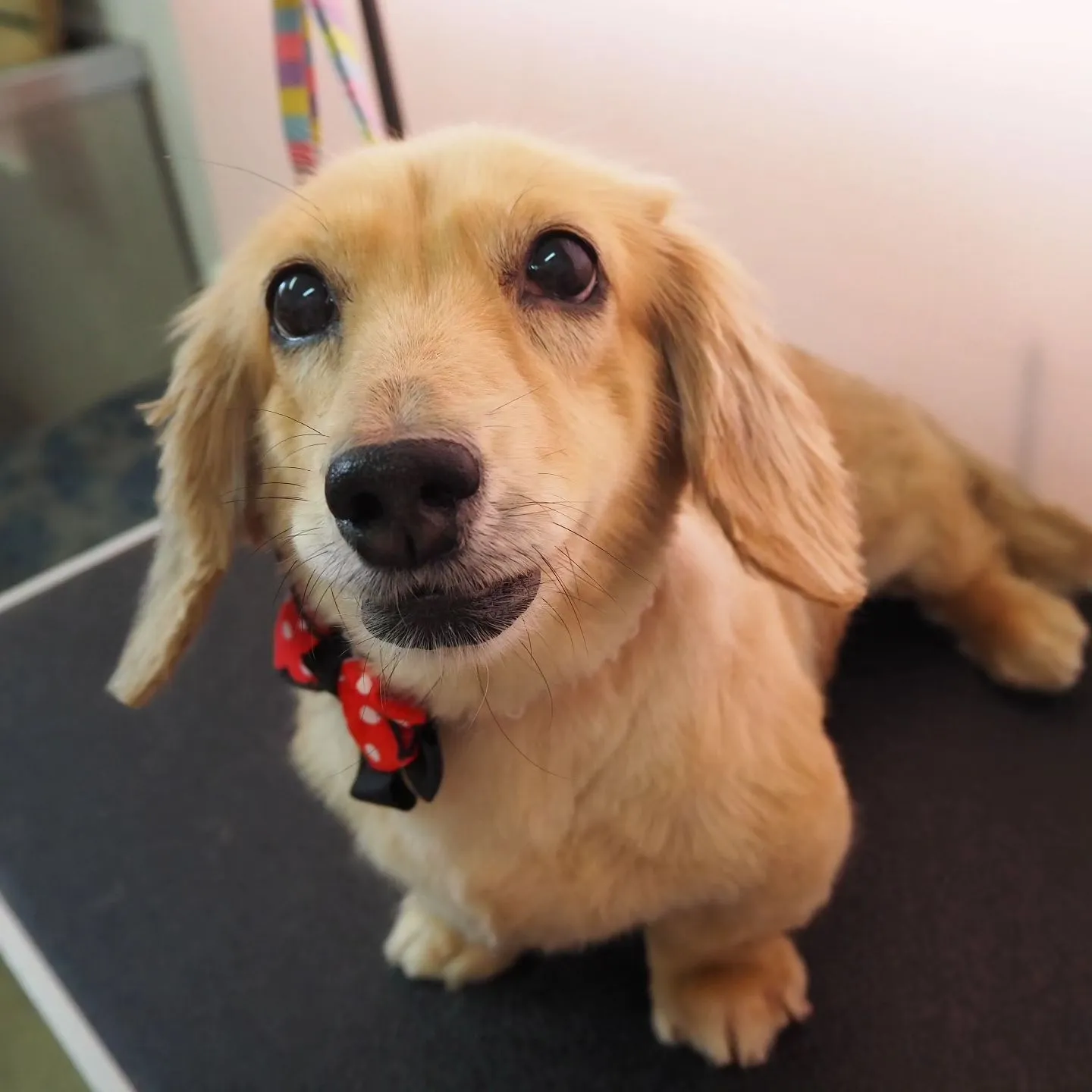 【トリミング】ミニチュアダックスフンド【手足ハサミ仕上げ】