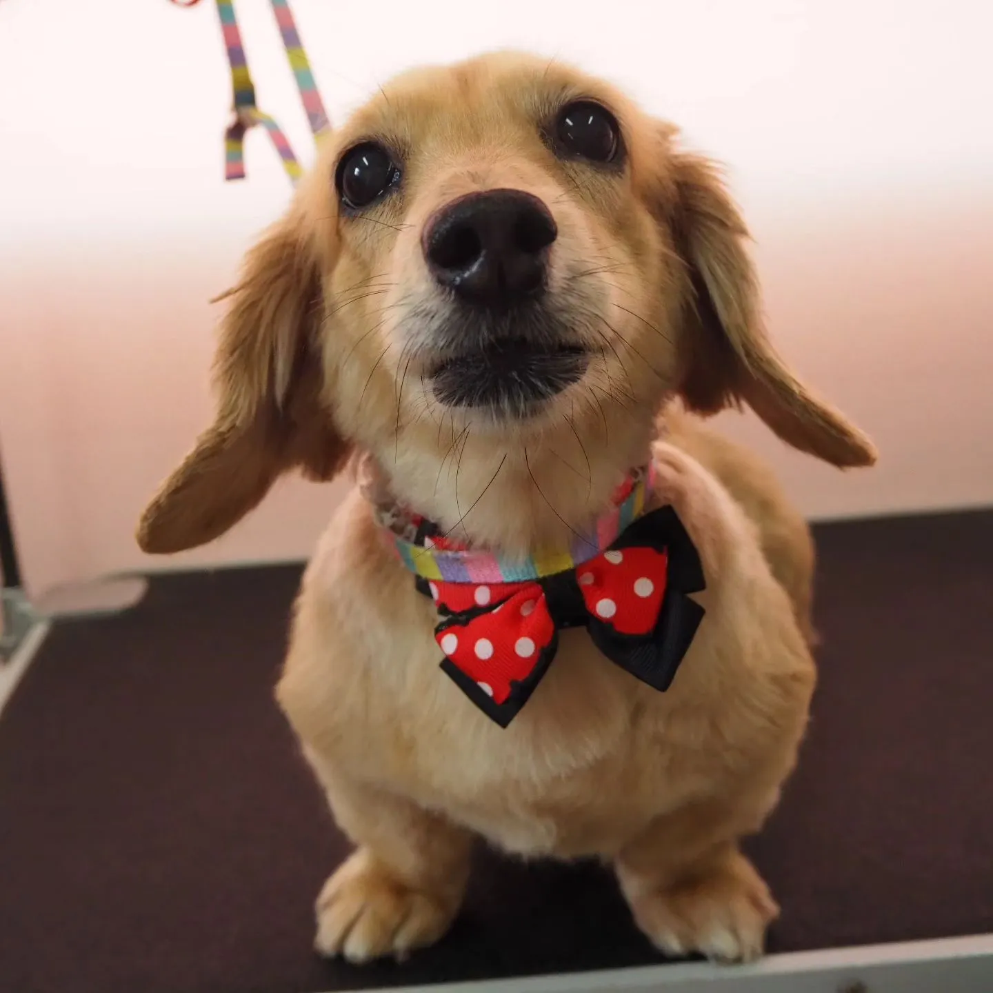 【トリミング】ミニチュアダックスフンド【手足ハサミ仕上げ】