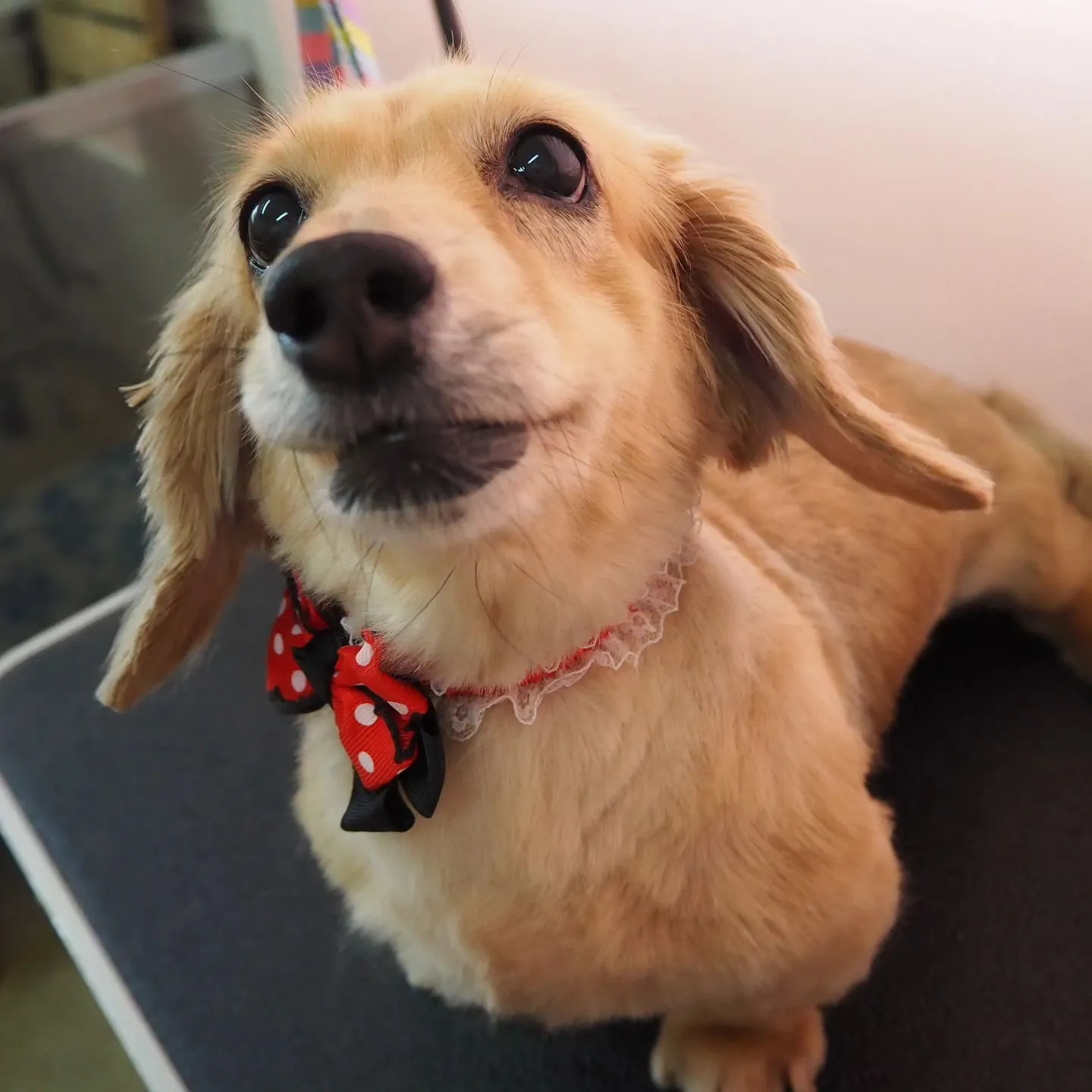 【トリミング】ミニチュアダックスフンド【手足ハサミ仕上げ】