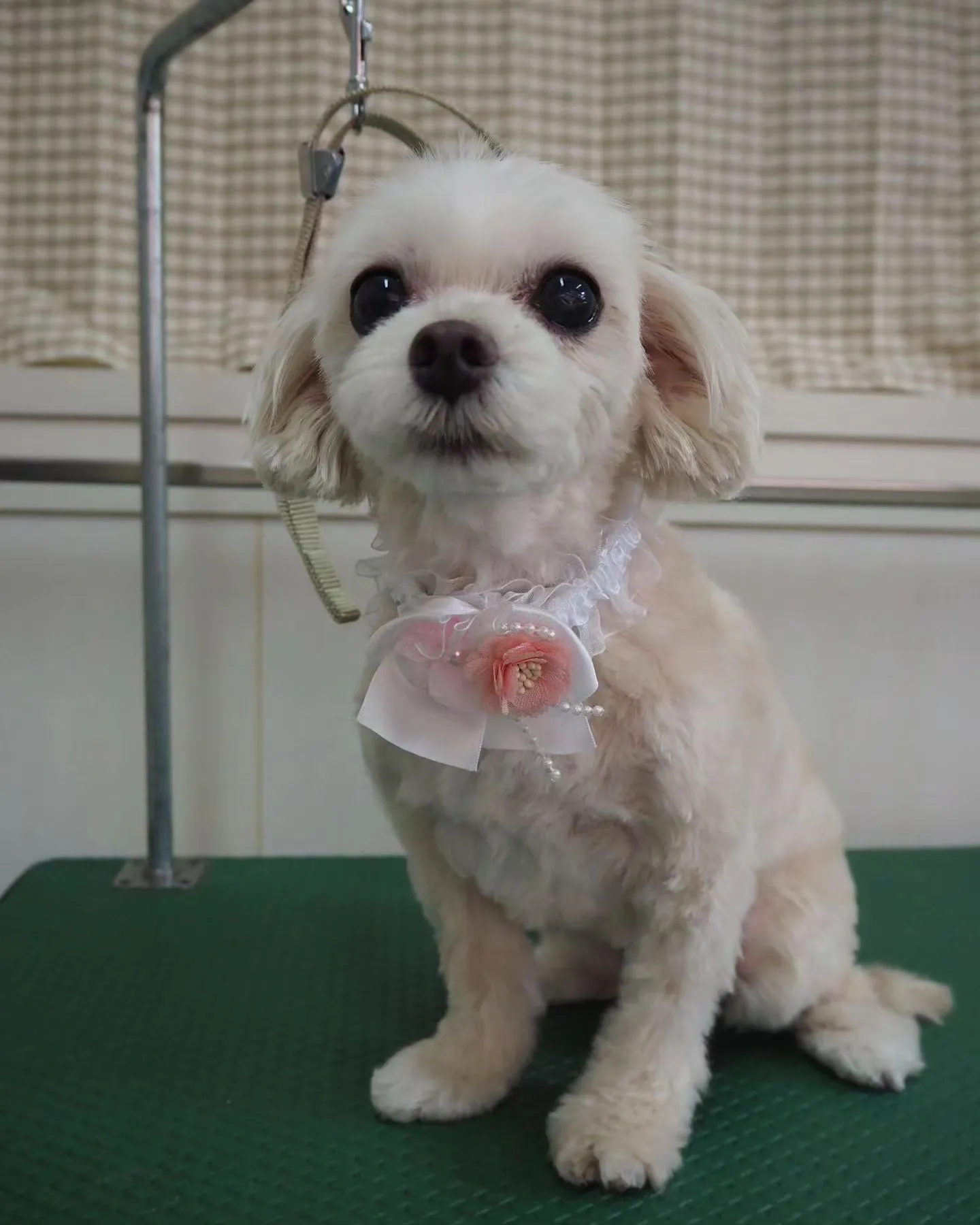 【トリミング】【お家トリミング】