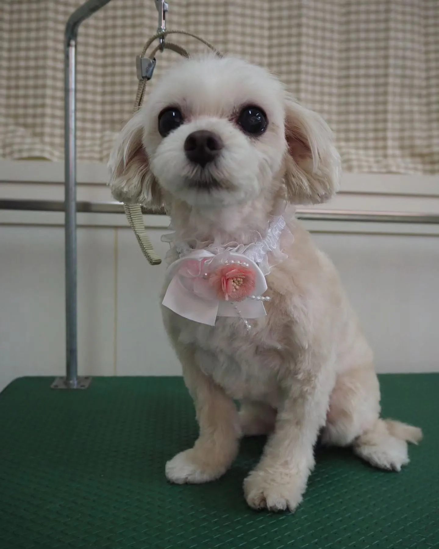 【トリミング】【お家トリミング】