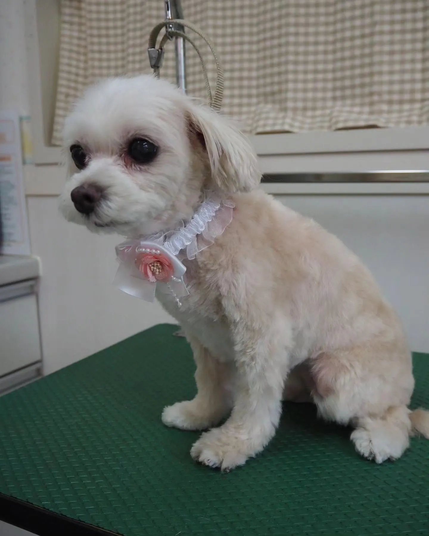 【トリミング】【お家トリミング】