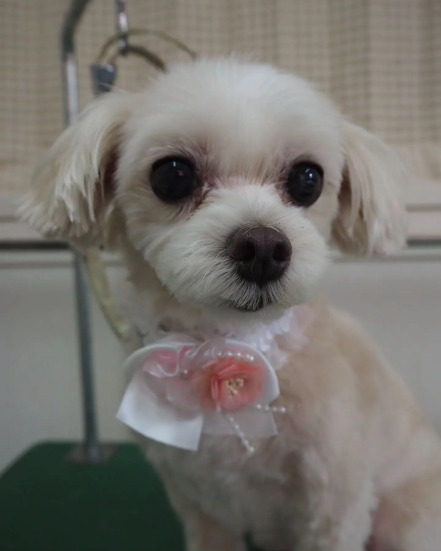 【トリミング】【お家トリミング】