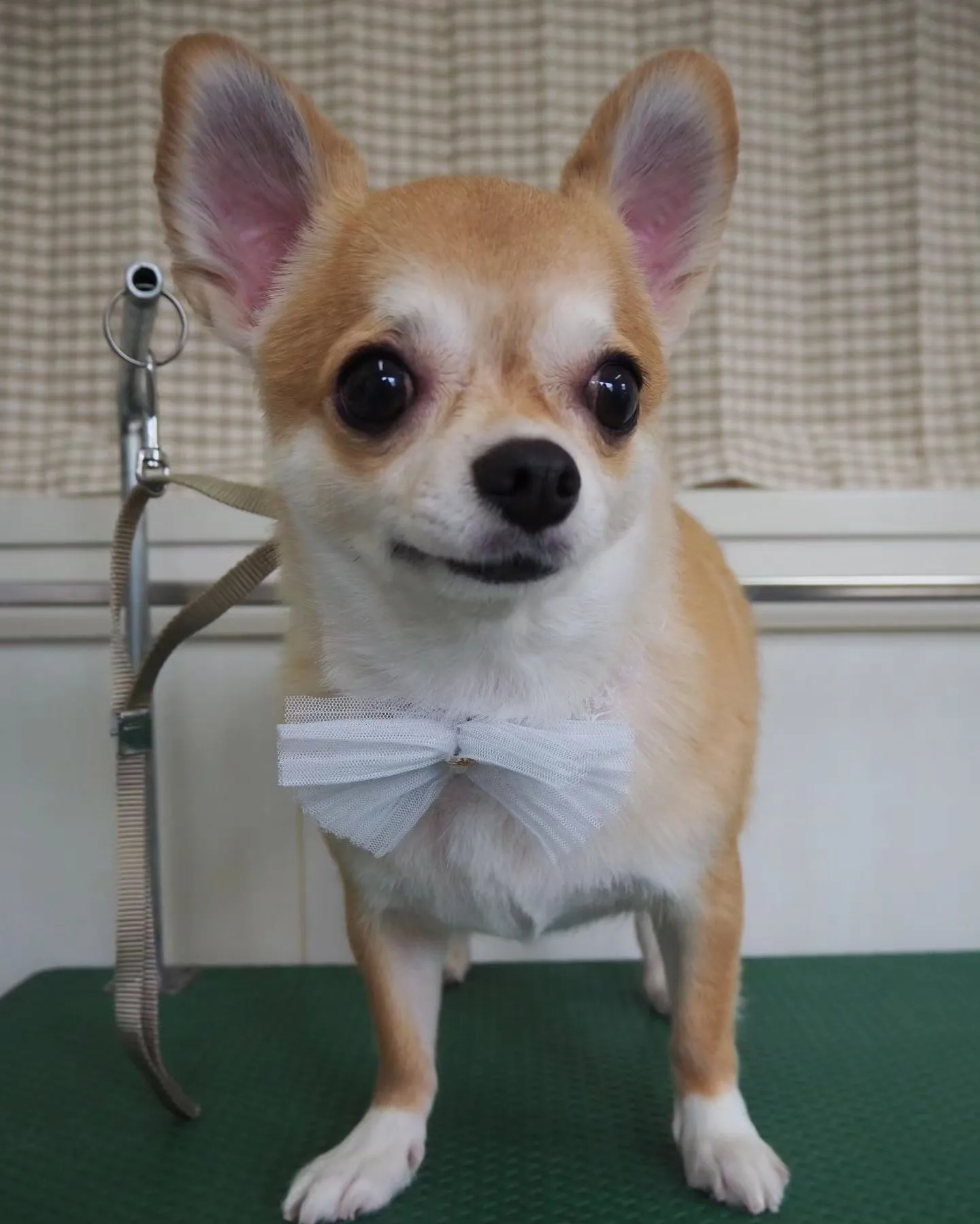 【トリミング】チワワ【お気に入りカット】