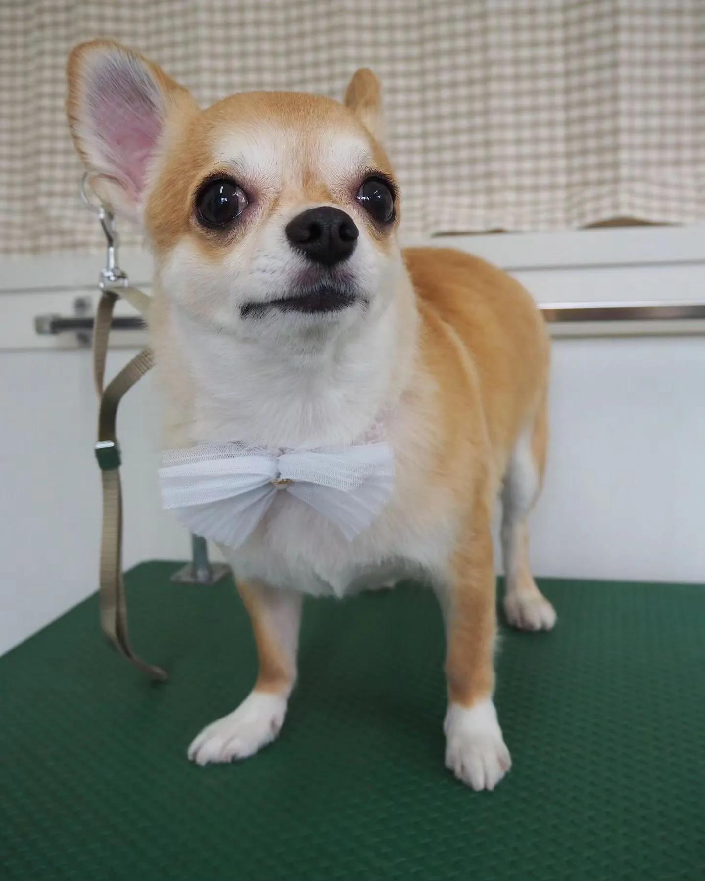 【トリミング】チワワ【お気に入りカット】