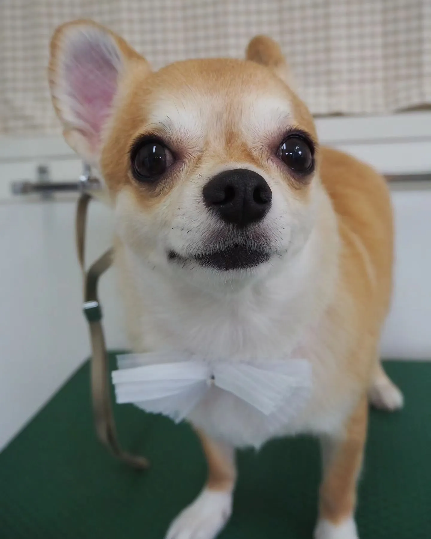 【トリミング】チワワ【お気に入りカット】