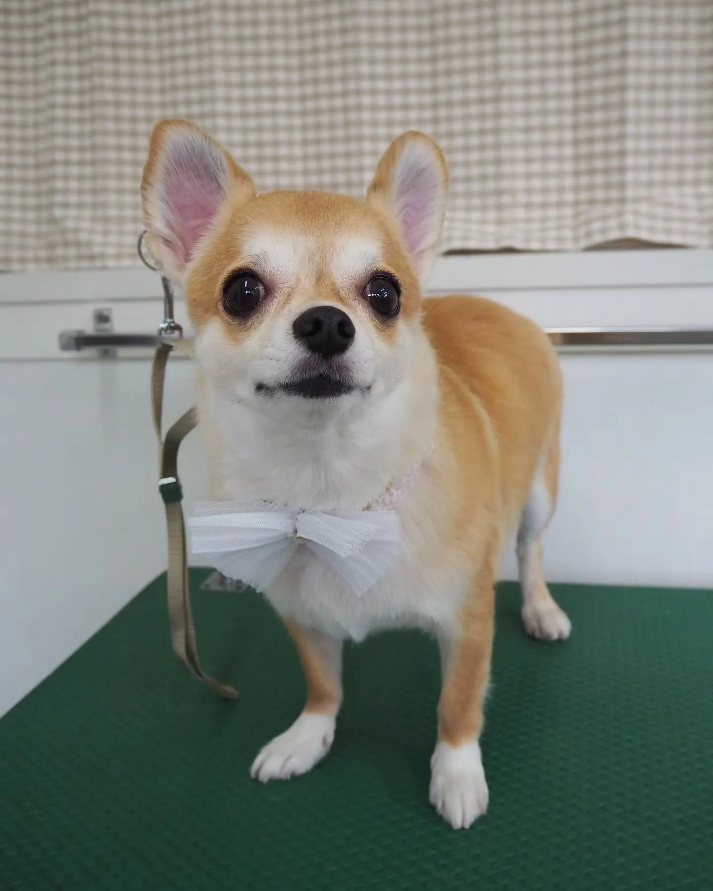 【トリミング】チワワ【お気に入りカット】