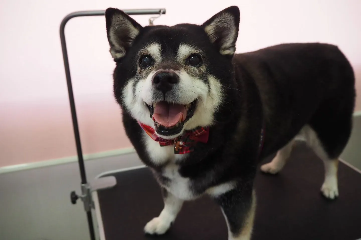 【トリミング】柴犬【シャンプーコース】