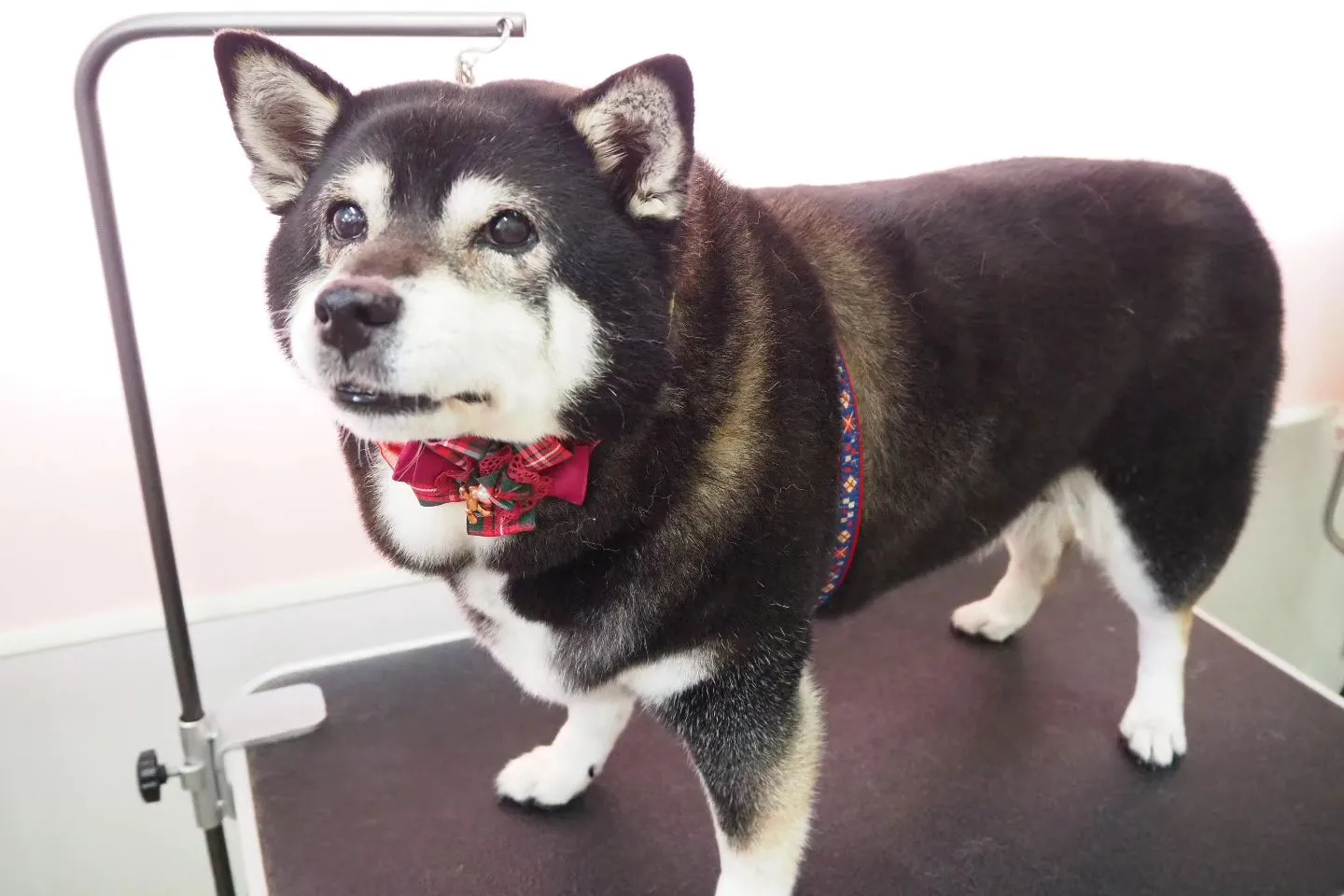 【トリミング】柴犬【シャンプーコース】