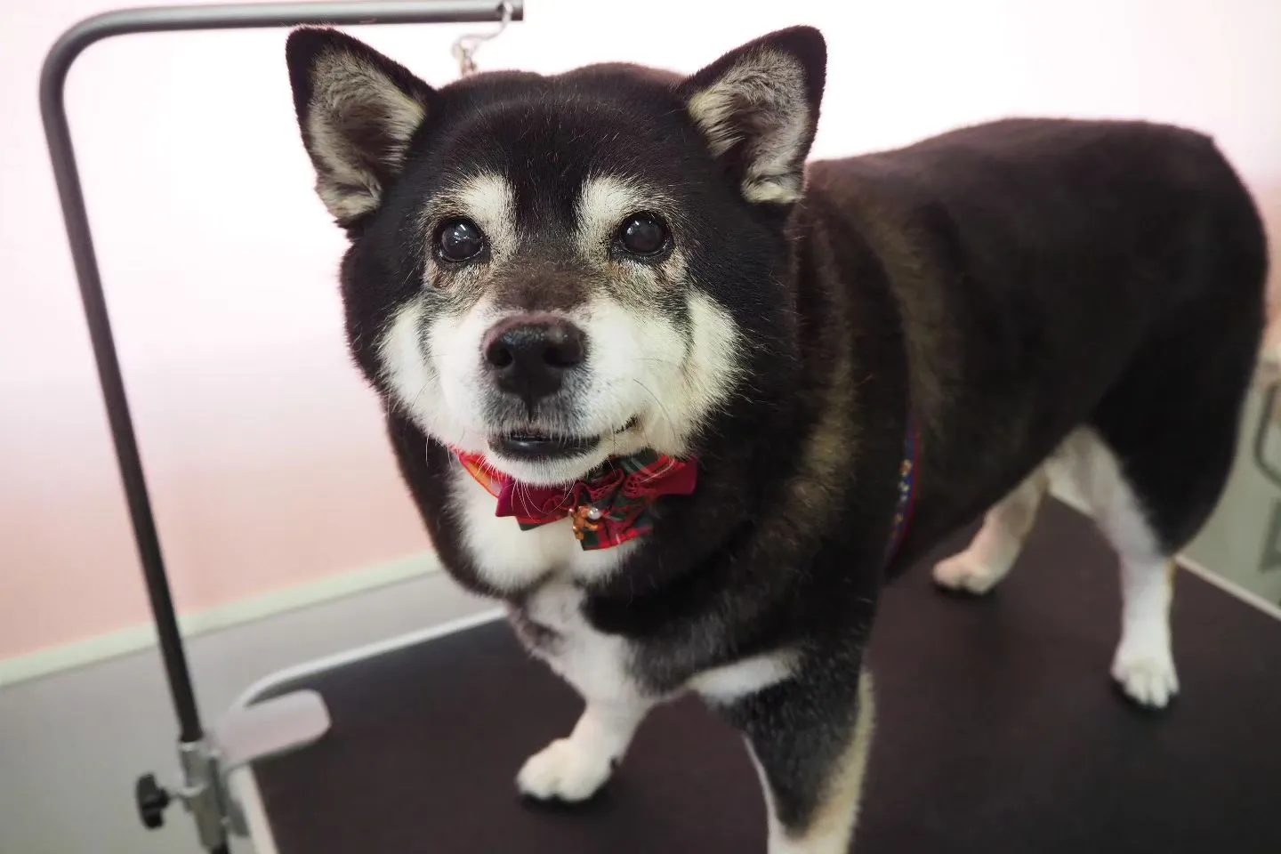 【トリミング】柴犬【シャンプーコース】