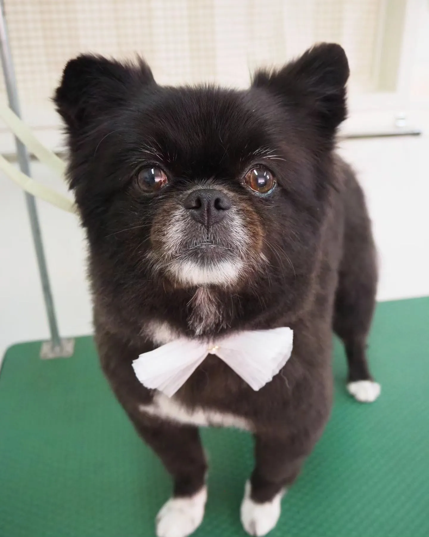 【トリミング】【ハサミとバリカン】