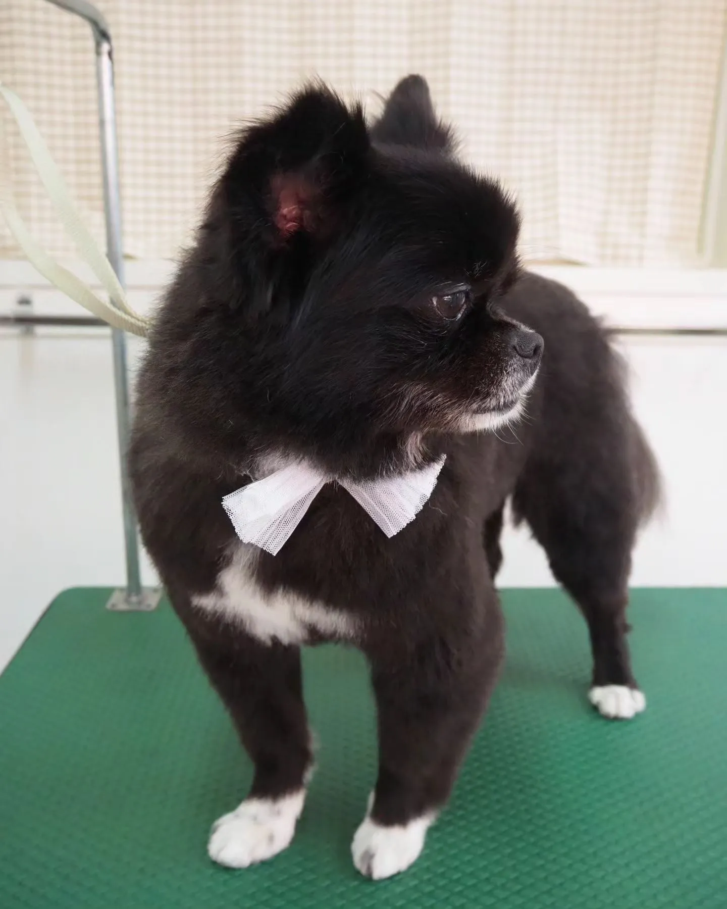 【トリミング】【ハサミとバリカン】