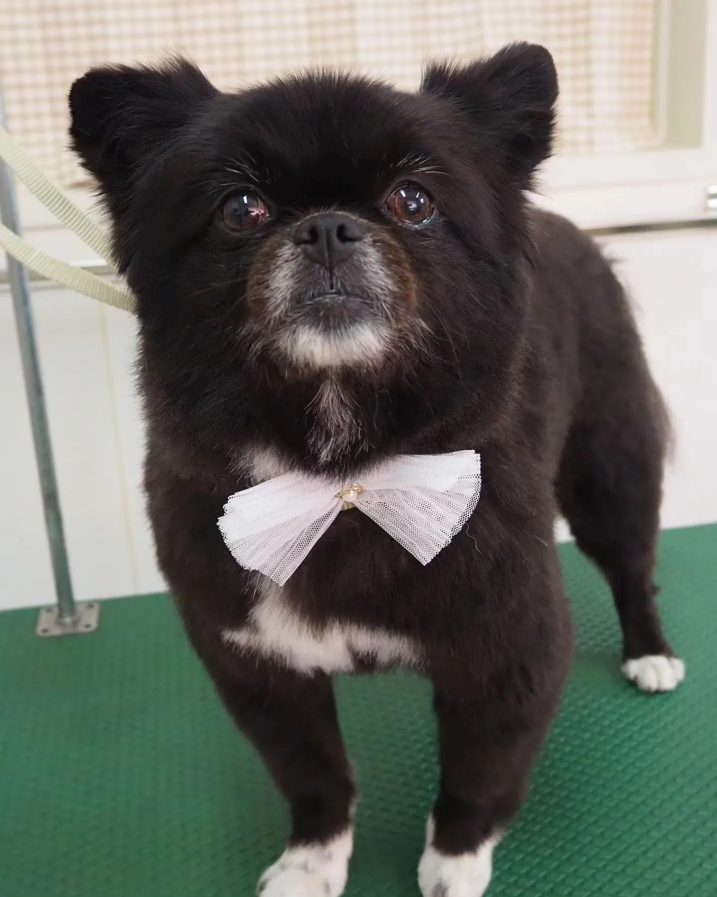 【トリミング】【ハサミとバリカン】