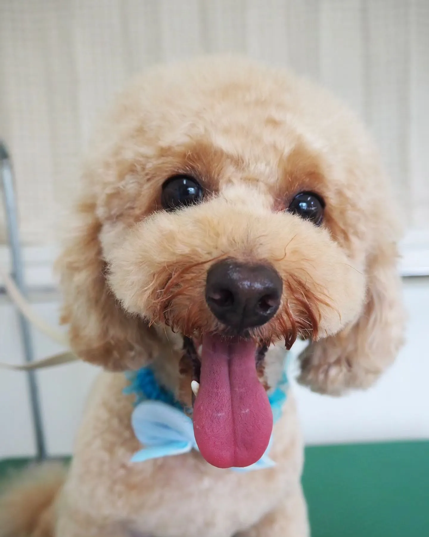 【トリミング】トイプードル【お気に入りカット】