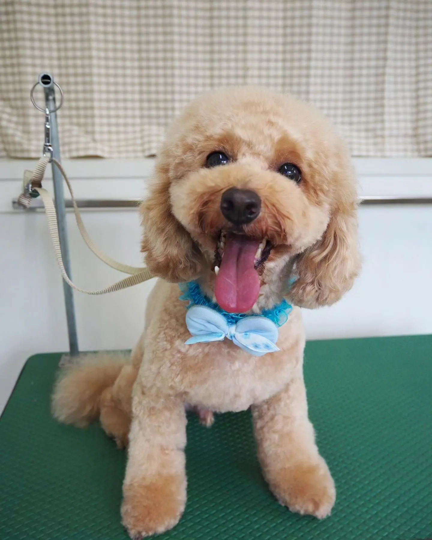 【トリミング】トイプードル【お気に入りカット】