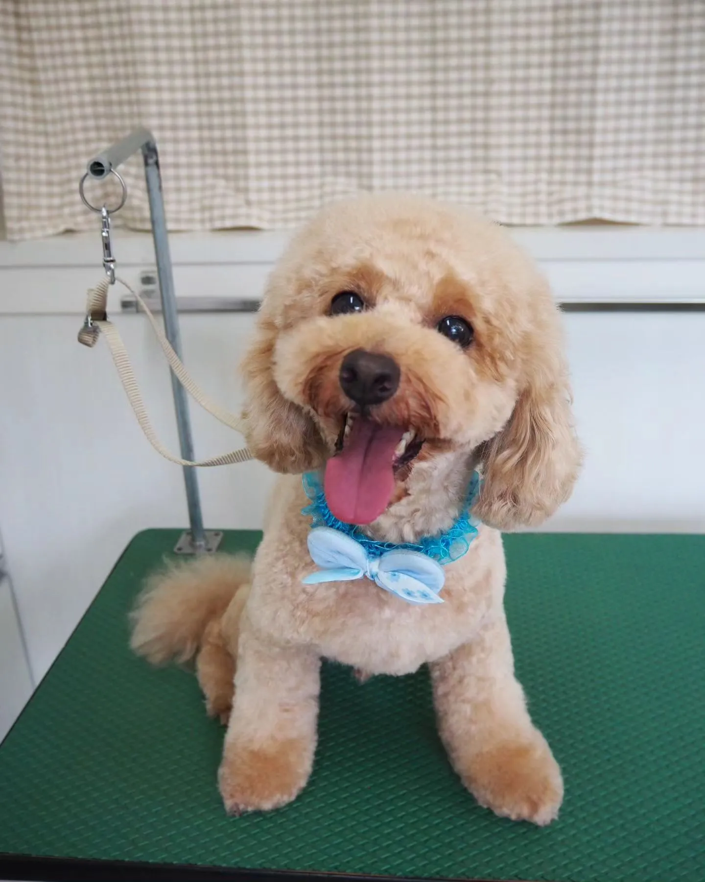 【トリミング】トイプードル【お気に入りカット】