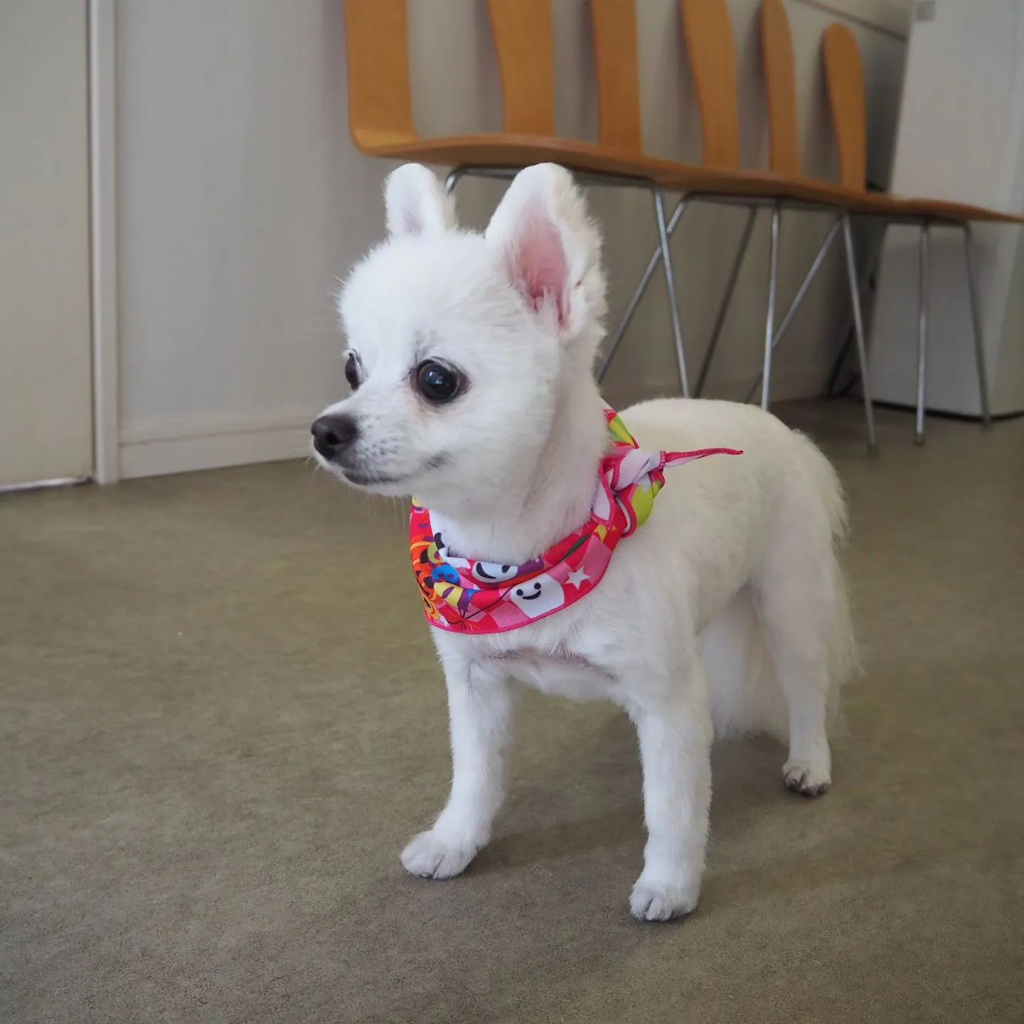 【トリミング】