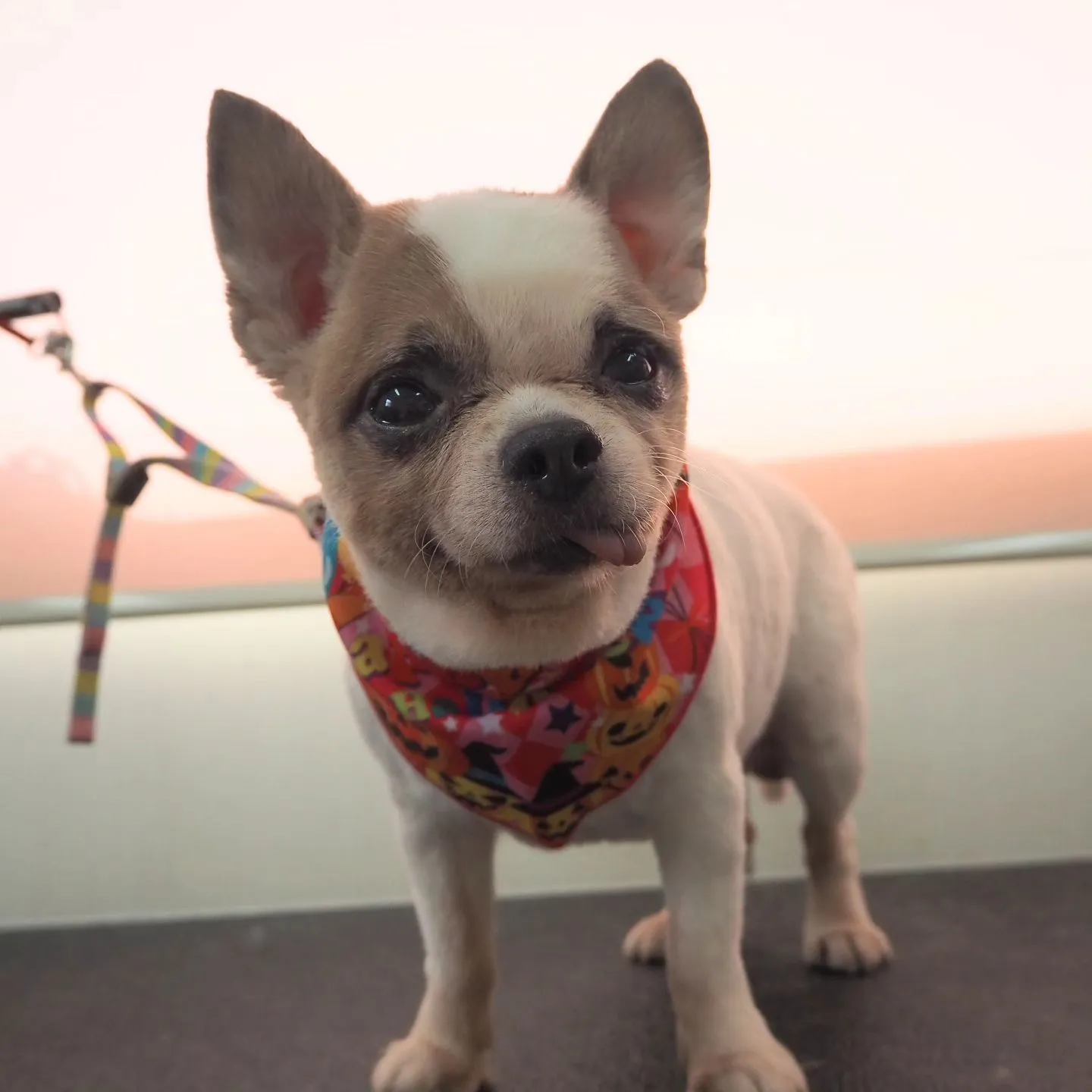 【トリミング】