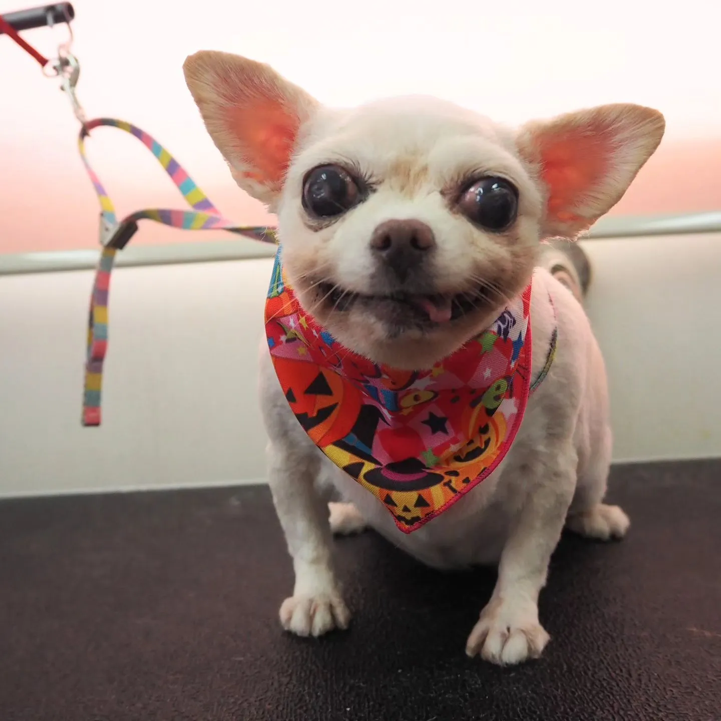 【トリミング】