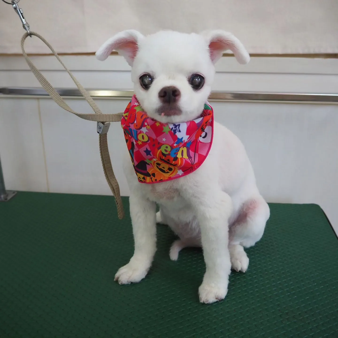 【トリミング】