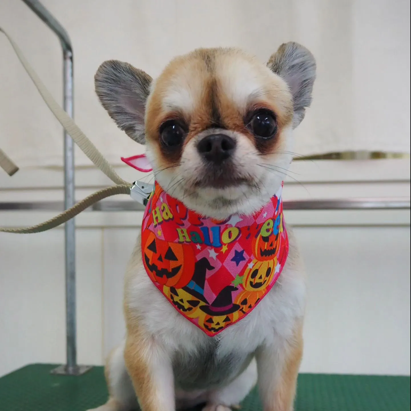 【トリミング】